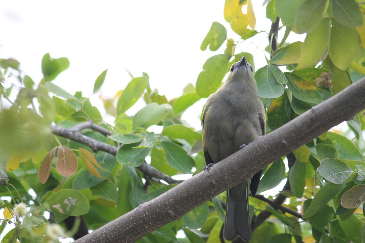 Palm Tanager - ML152112811