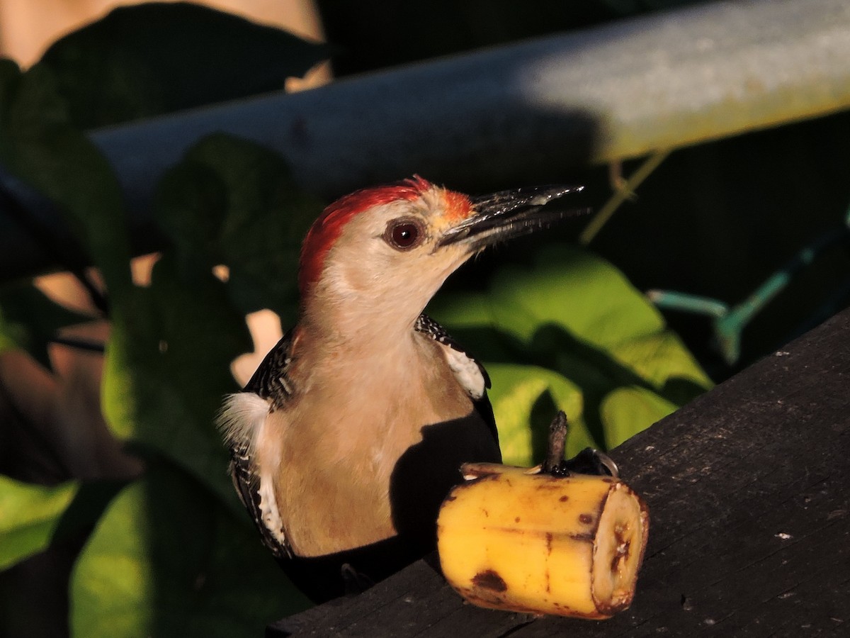 Golden-fronted Woodpecker (Velasquez's) - Lee Jones