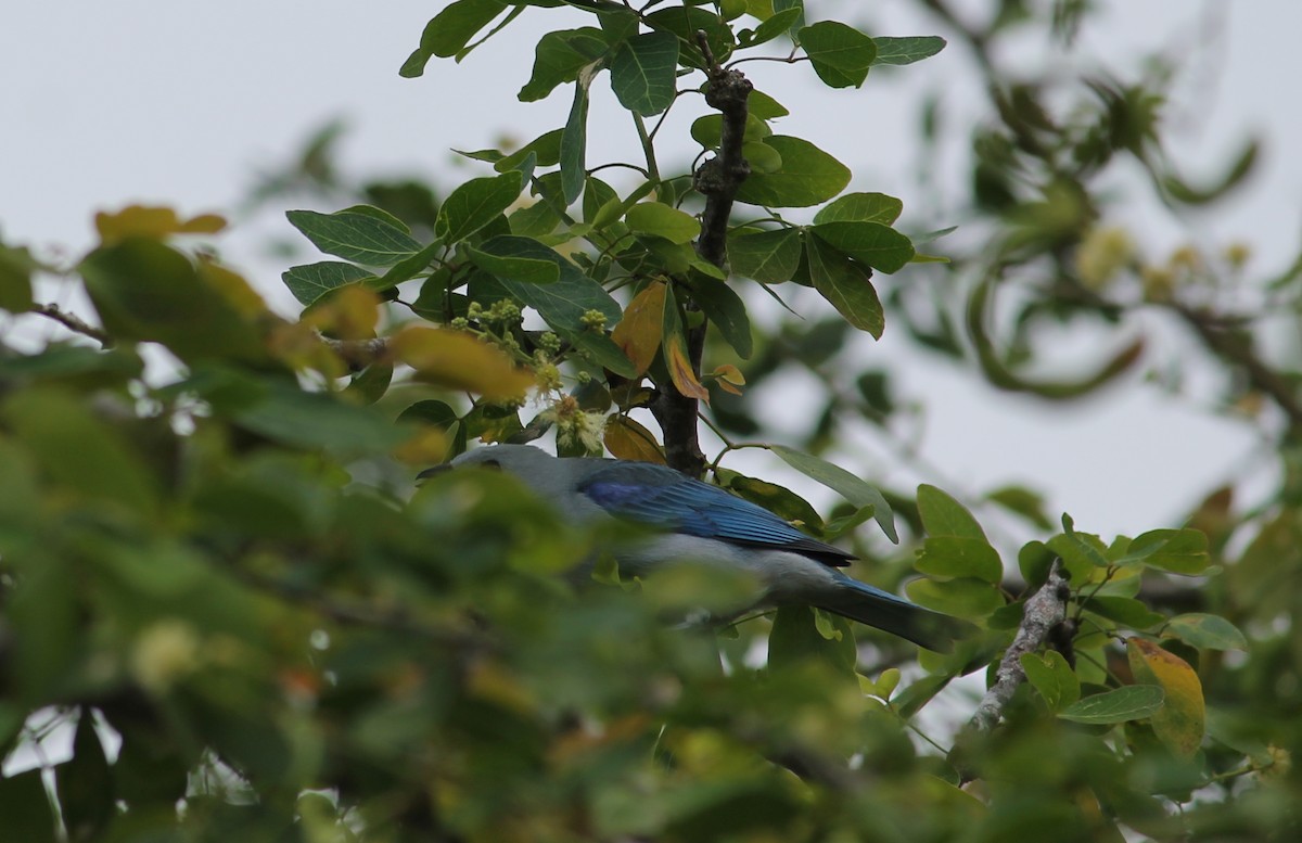 Blue-gray Tanager - ML152113171
