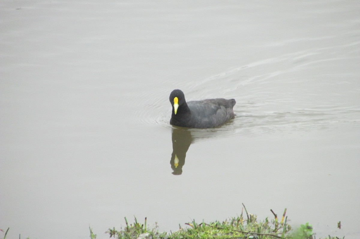 White-winged Coot - ML152114931