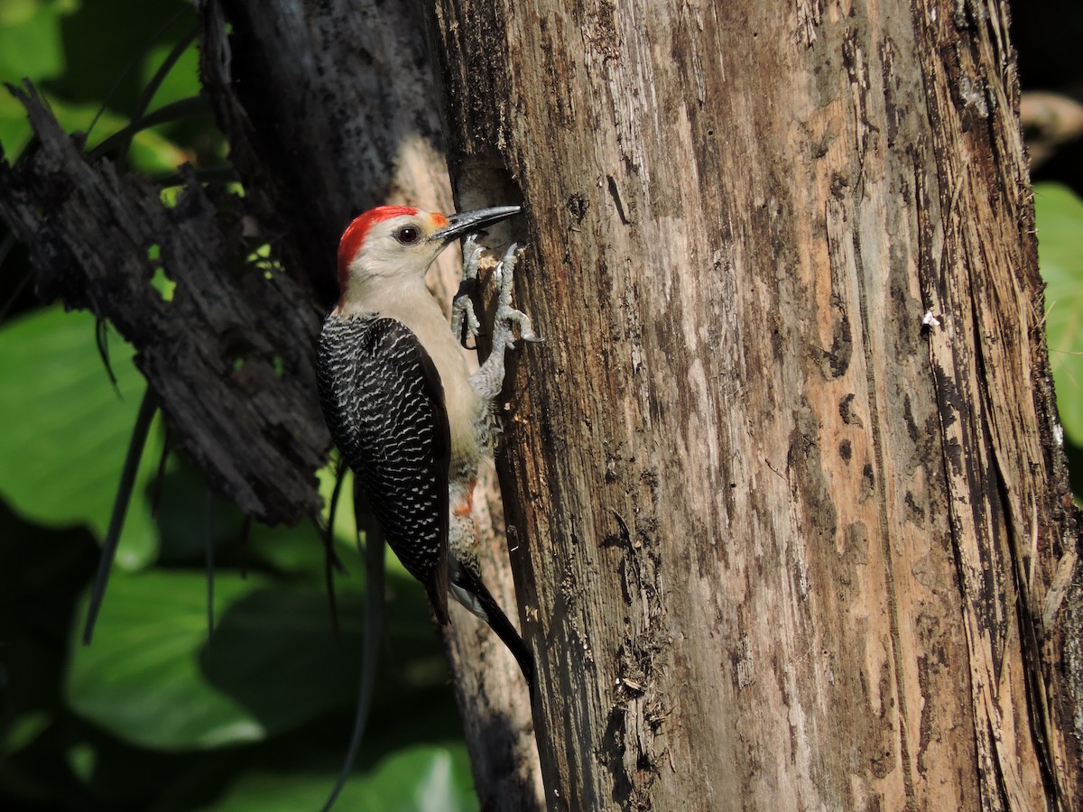 Golden-fronted Woodpecker - ML152115801