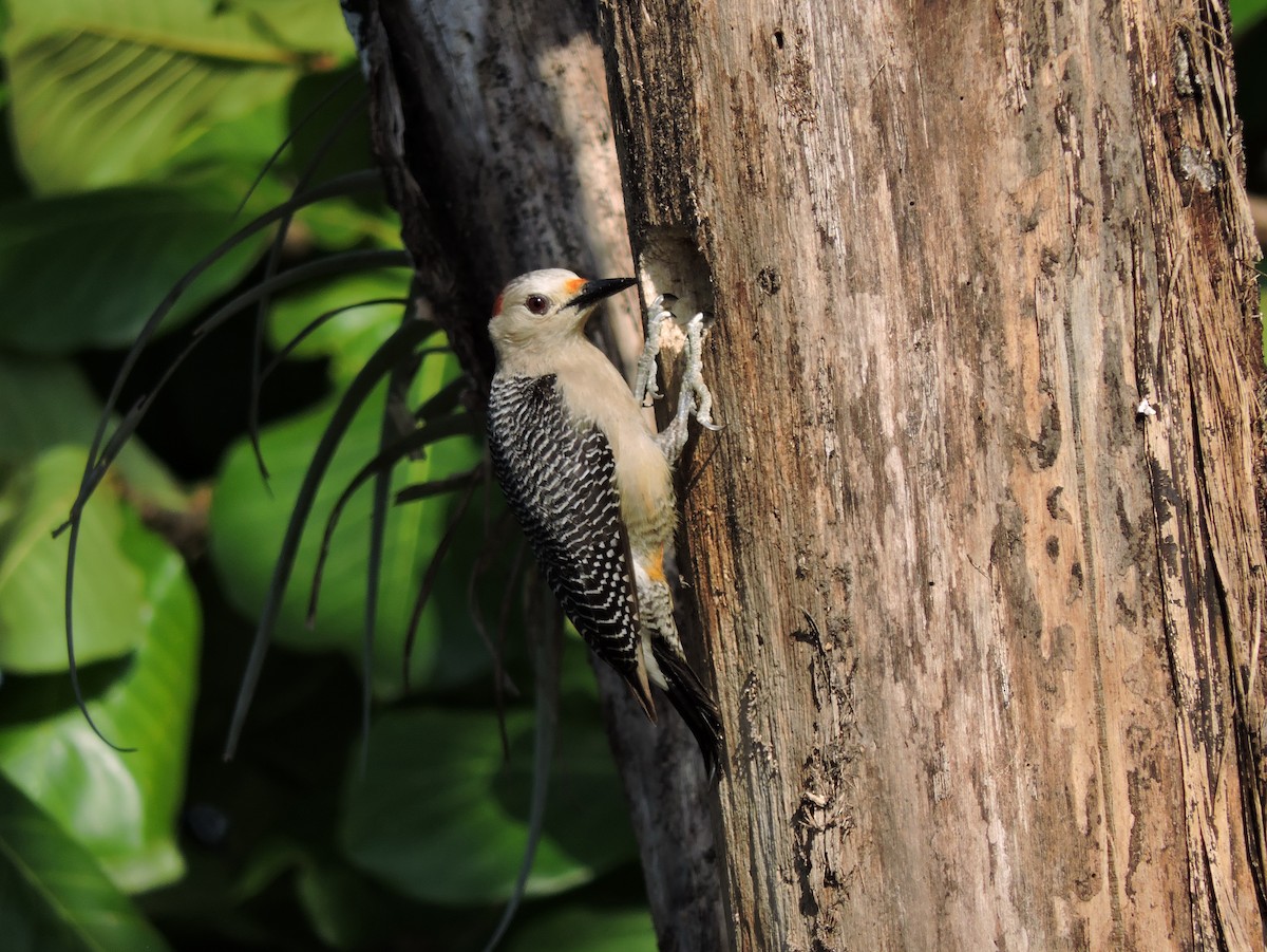 Golden-fronted Woodpecker - ML152115811