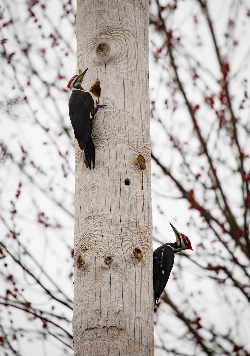 Pileated Woodpecker - Suzanne Labbé