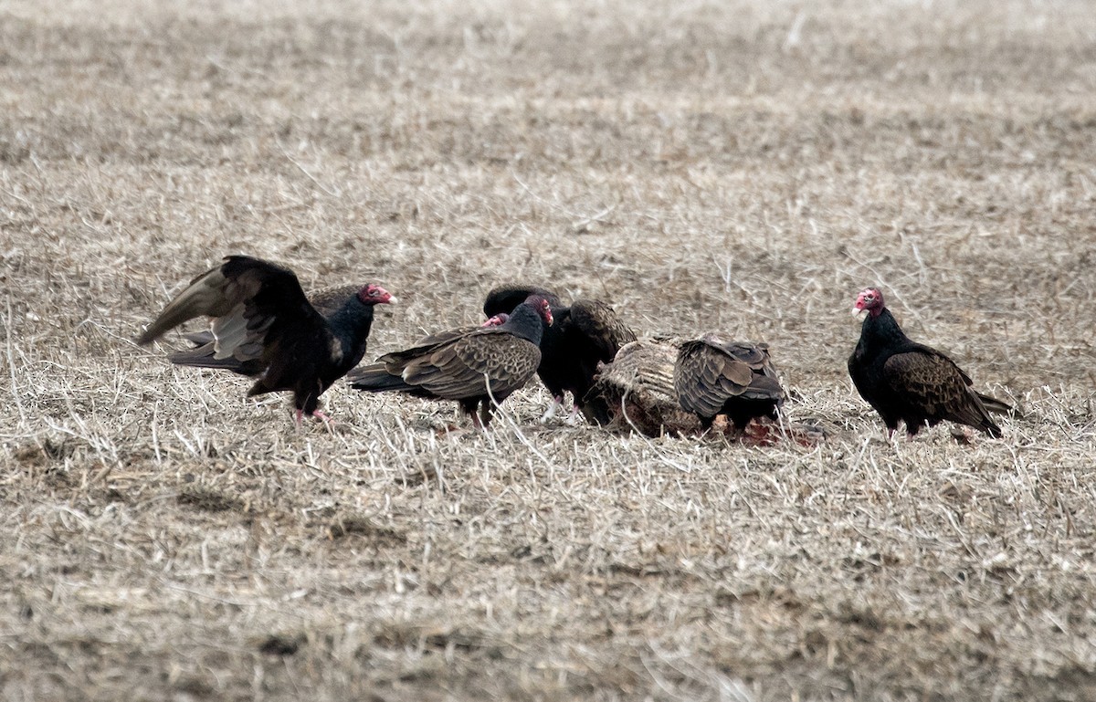 Turkey Vulture - Suzanne Labbé