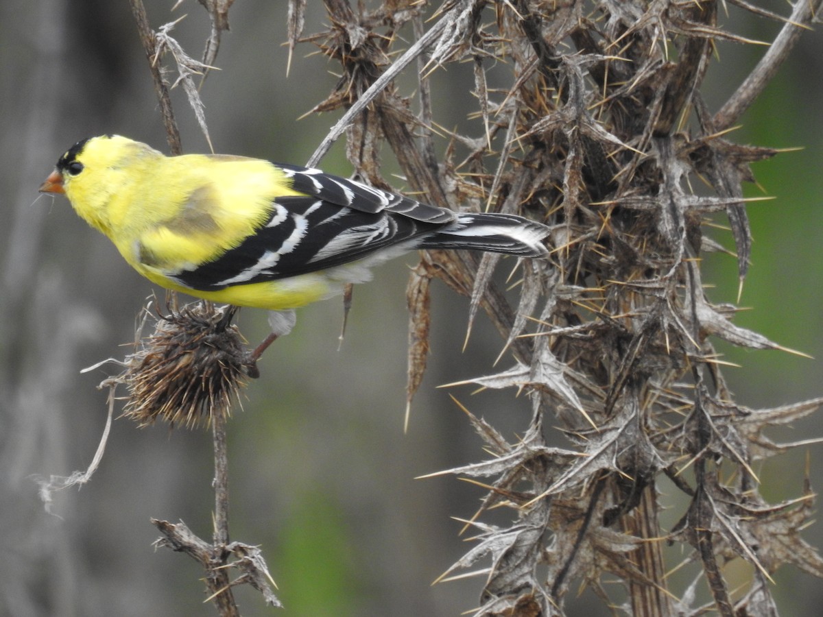 American Goldfinch - Bruce Hoover