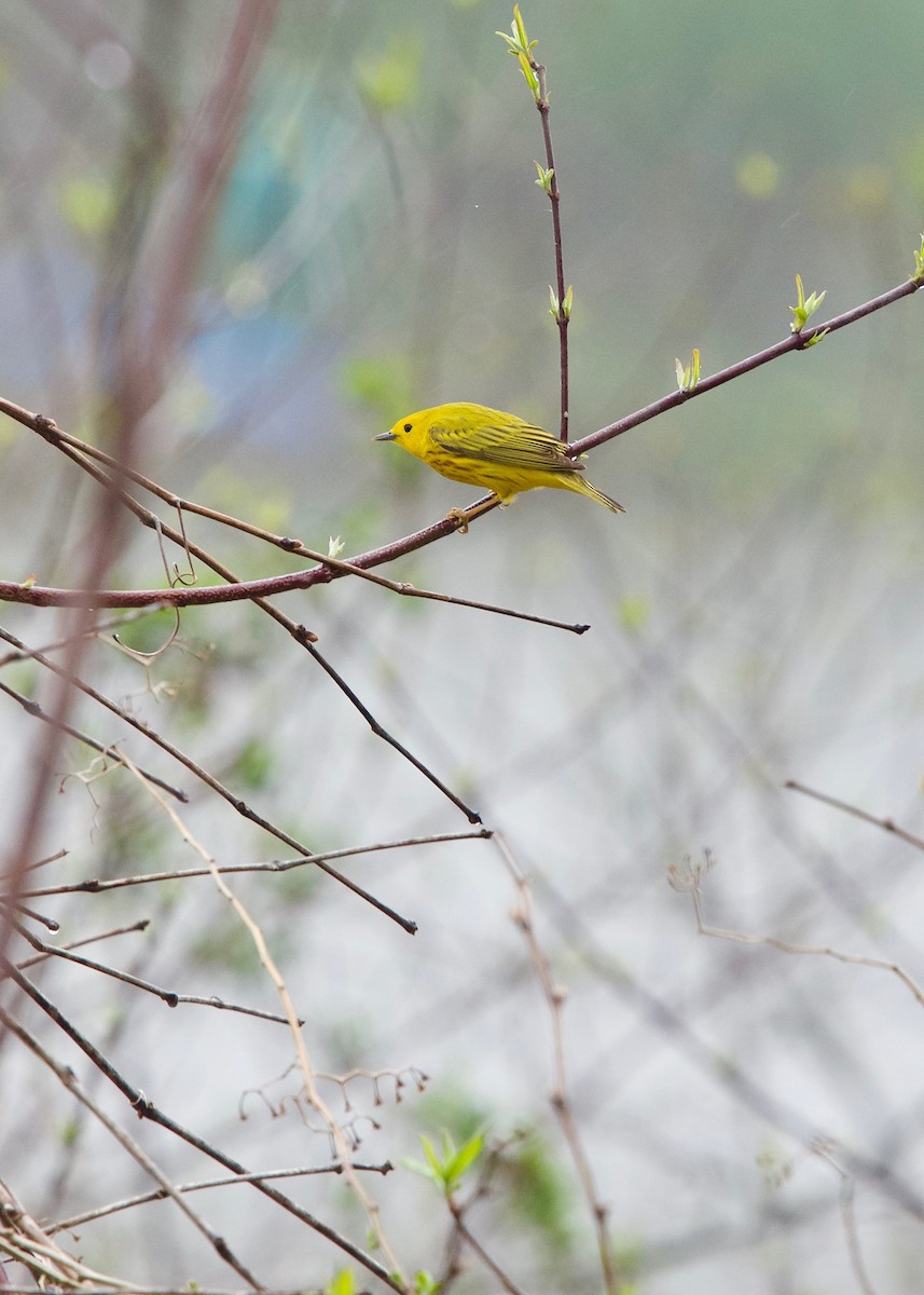 Yellow Warbler - ML152118031