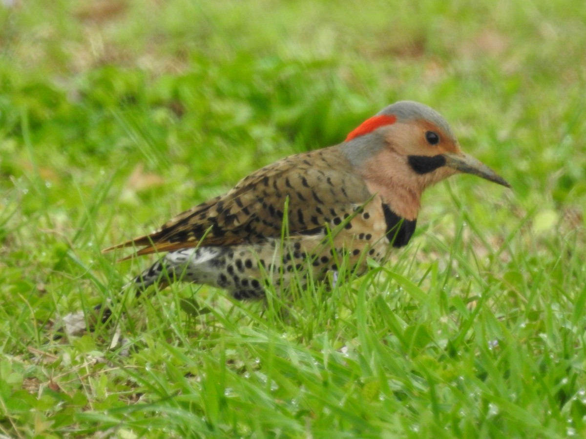 Northern Flicker (Yellow-shafted) - ML152118311
