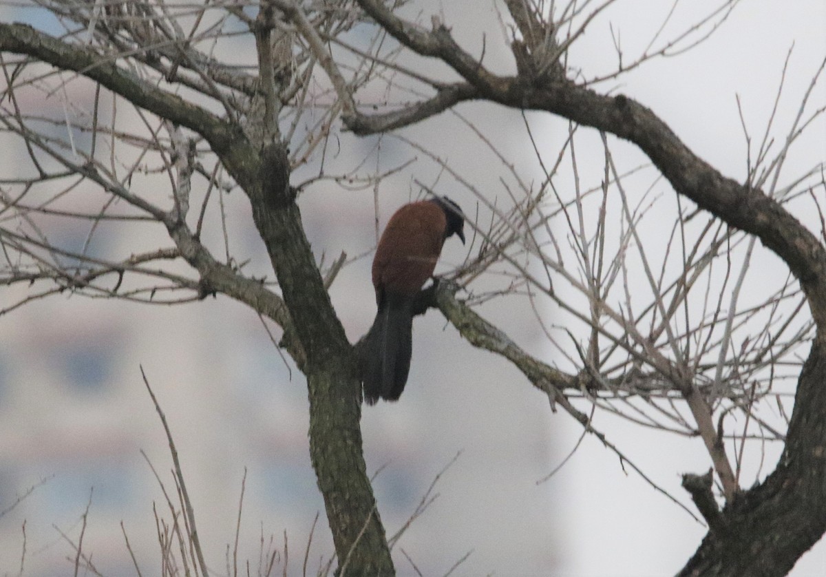 Greater Coucal - ML152119111