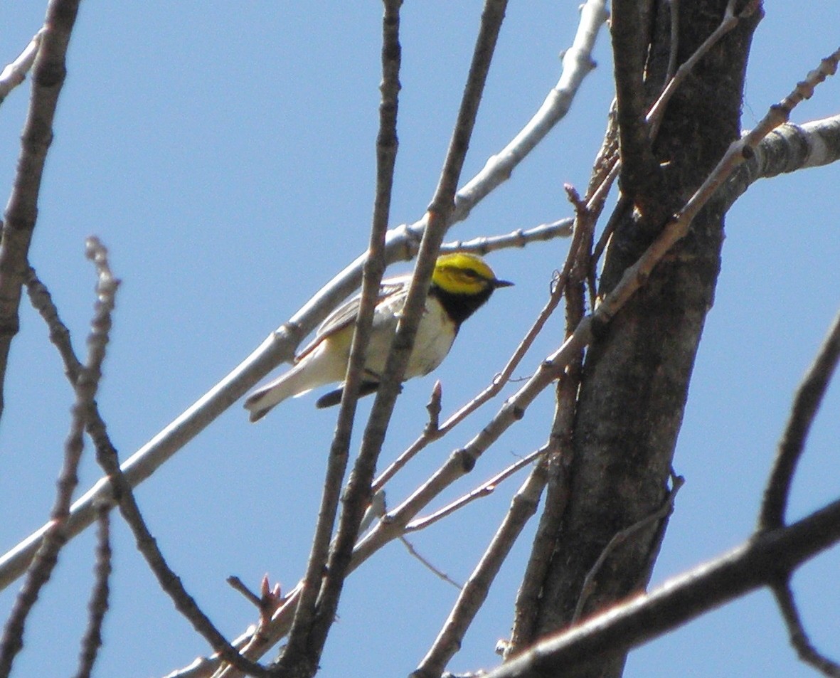 Black-throated Green Warbler - Greg Moyers