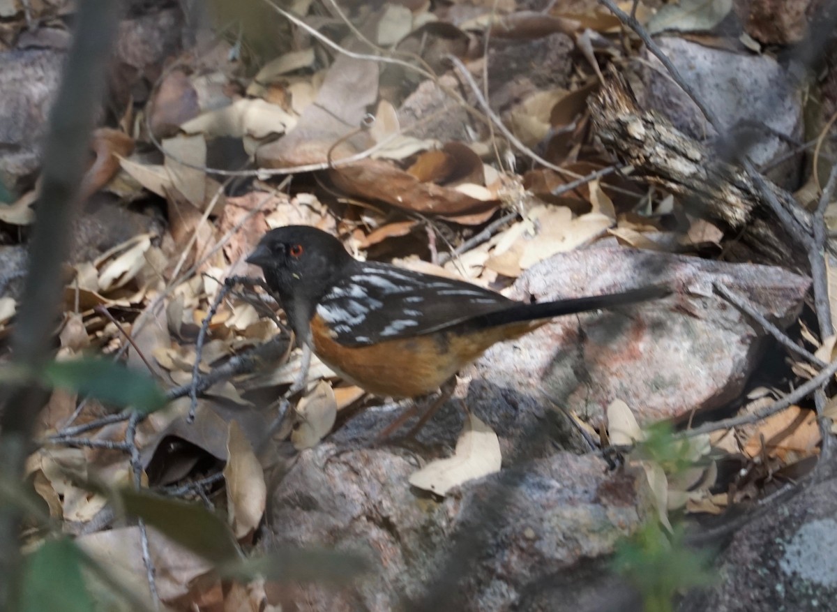 Spotted Towhee - Sibylle Hechtel