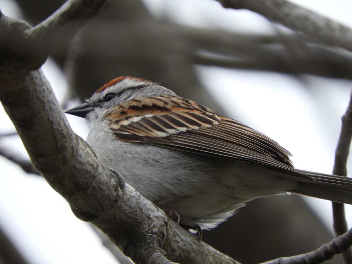 Chipping Sparrow - Colin Danch
