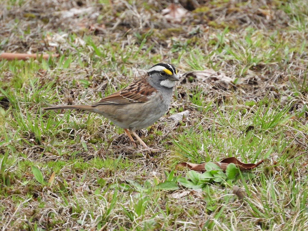 White-throated Sparrow - Colin Danch