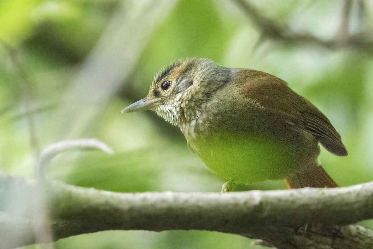 Scaly-throated Foliage-gleaner (Scaly-throated) - ML152124311