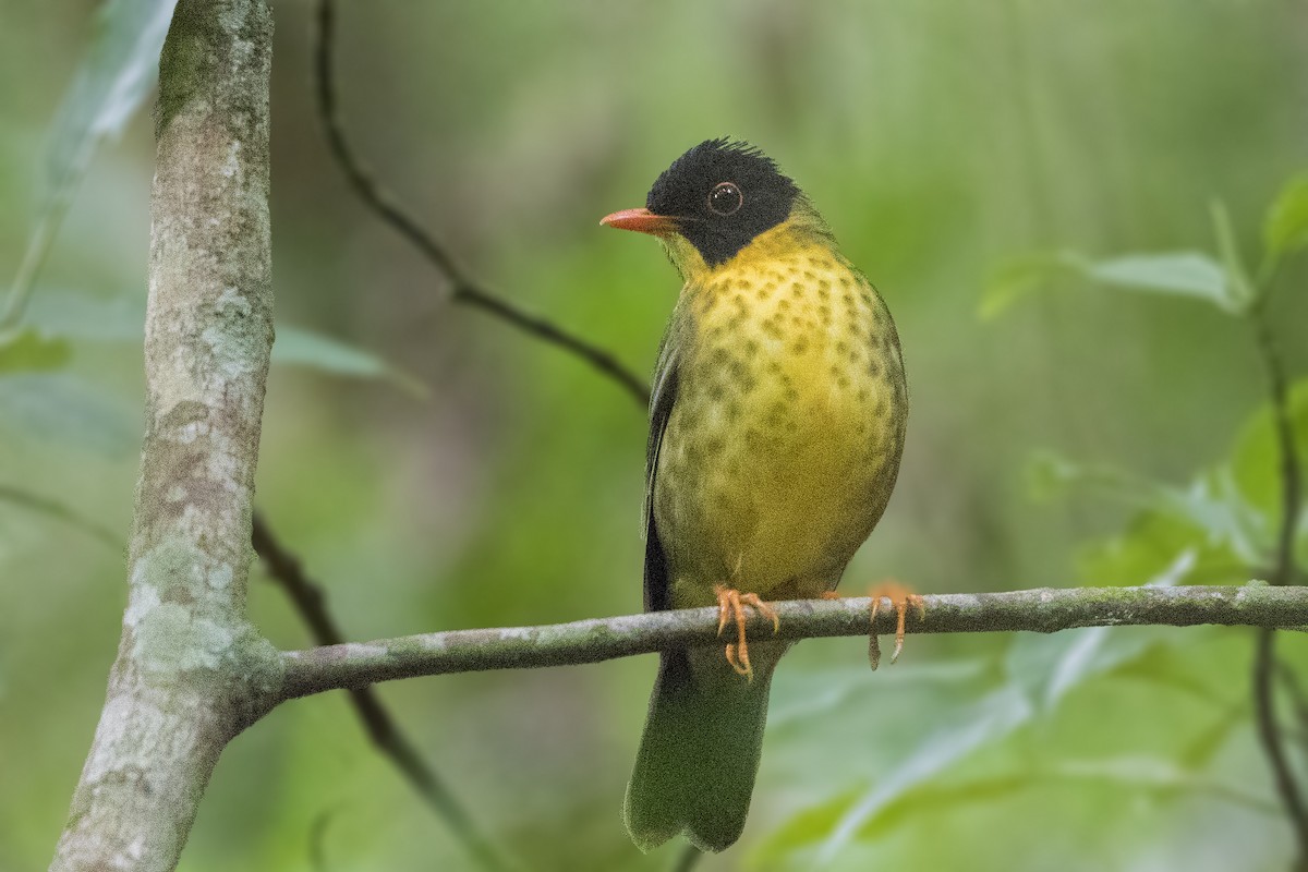 Yellow-throated Nightingale-Thrush - ML152124411