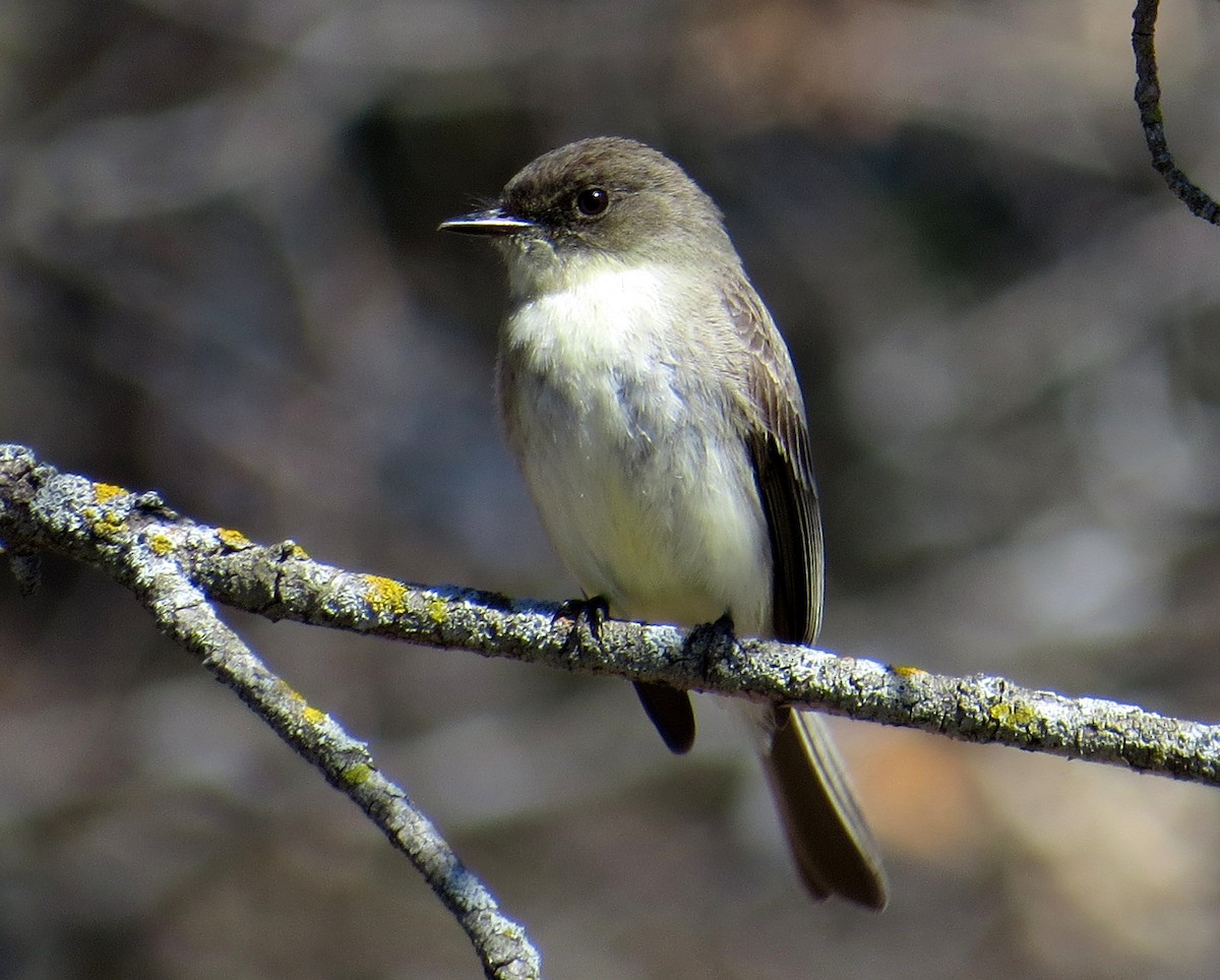 Eastern Phoebe - Pam Campbell