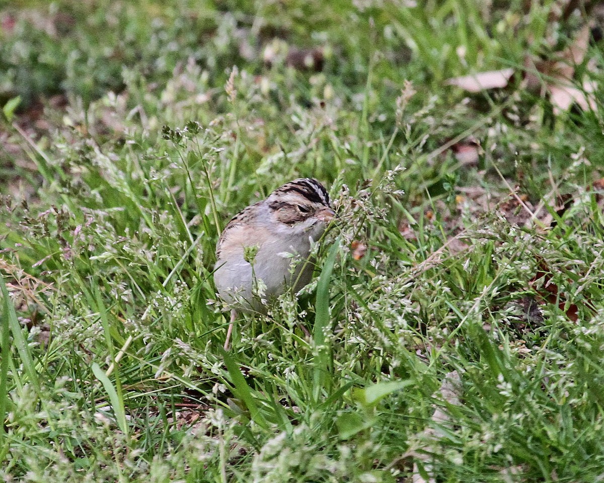 Clay-colored Sparrow - ML152125141
