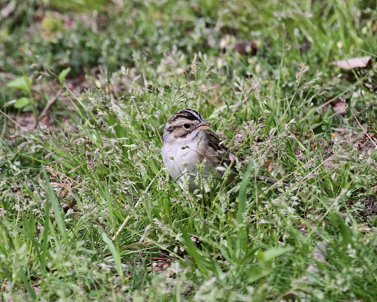 Clay-colored Sparrow - ML152125151