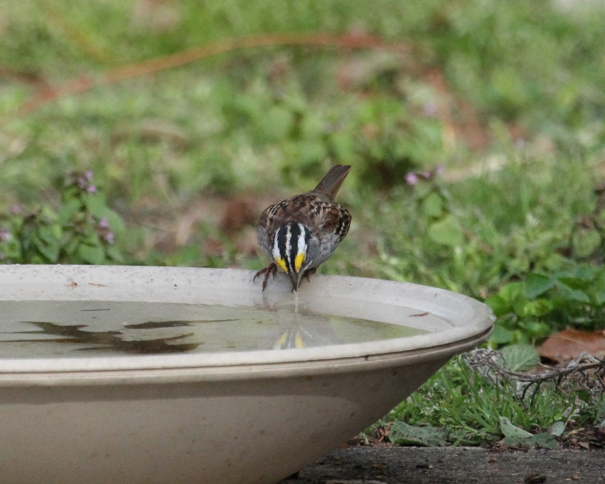 White-throated Sparrow - ML152125211