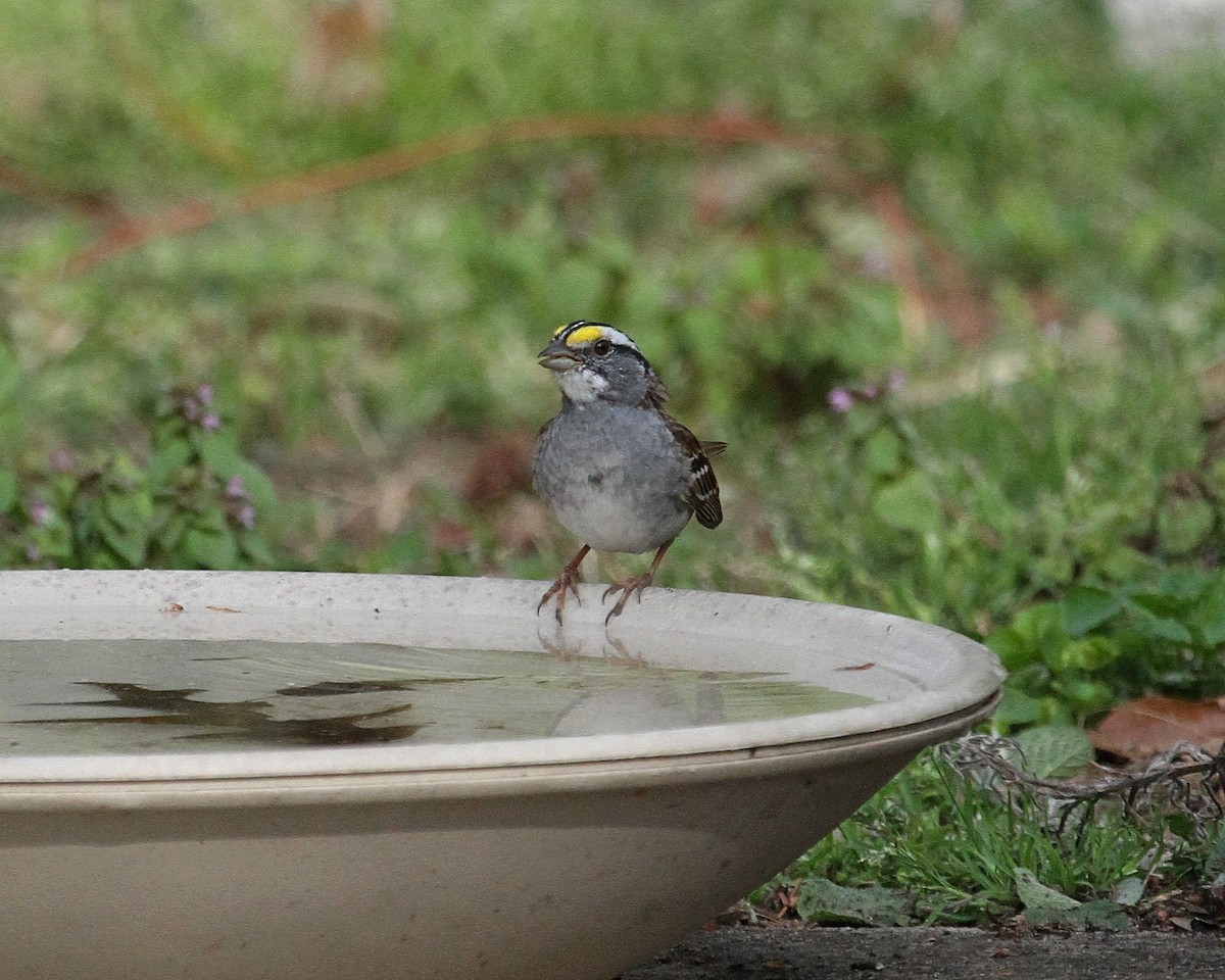 White-throated Sparrow - ML152125221