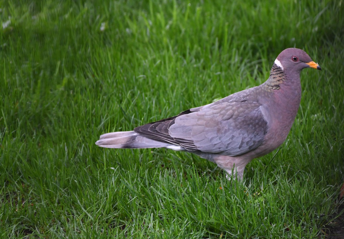Band-tailed Pigeon - ML152125411