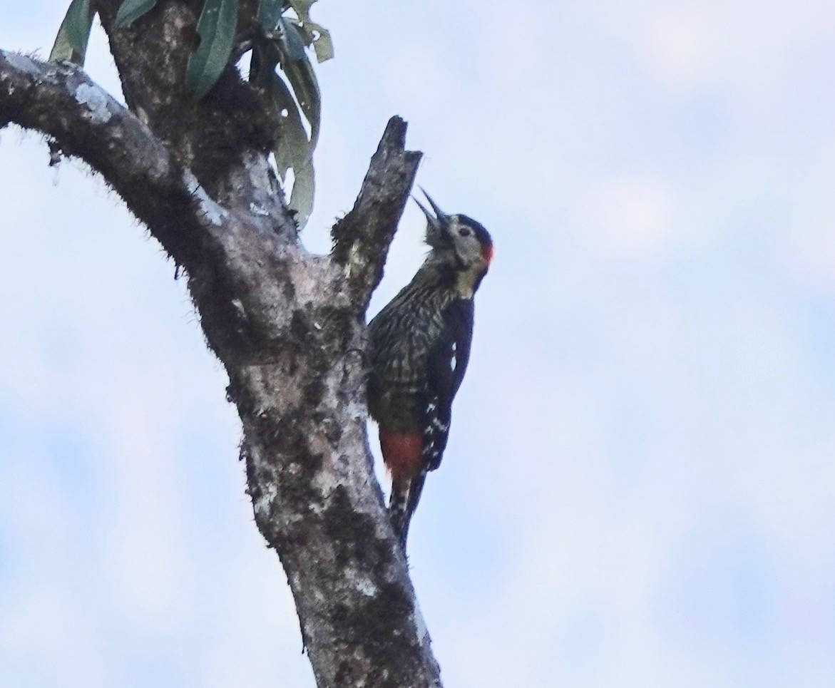 Crimson-naped Woodpecker - Peter Gagarin