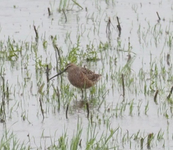 Long-billed Dowitcher - Bob Foehring
