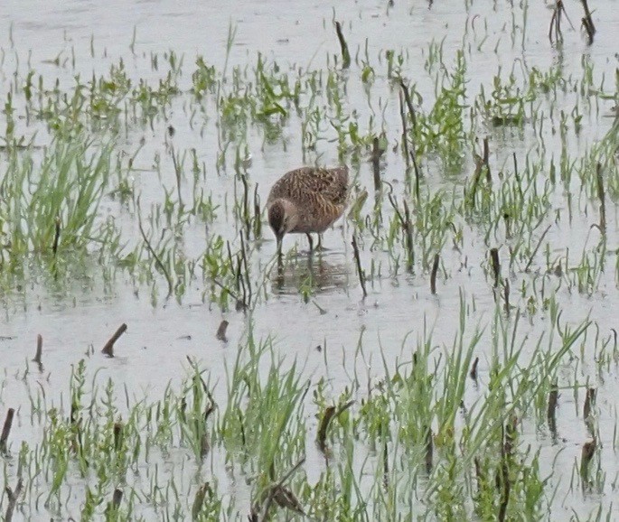 Long-billed Dowitcher - Bob Foehring