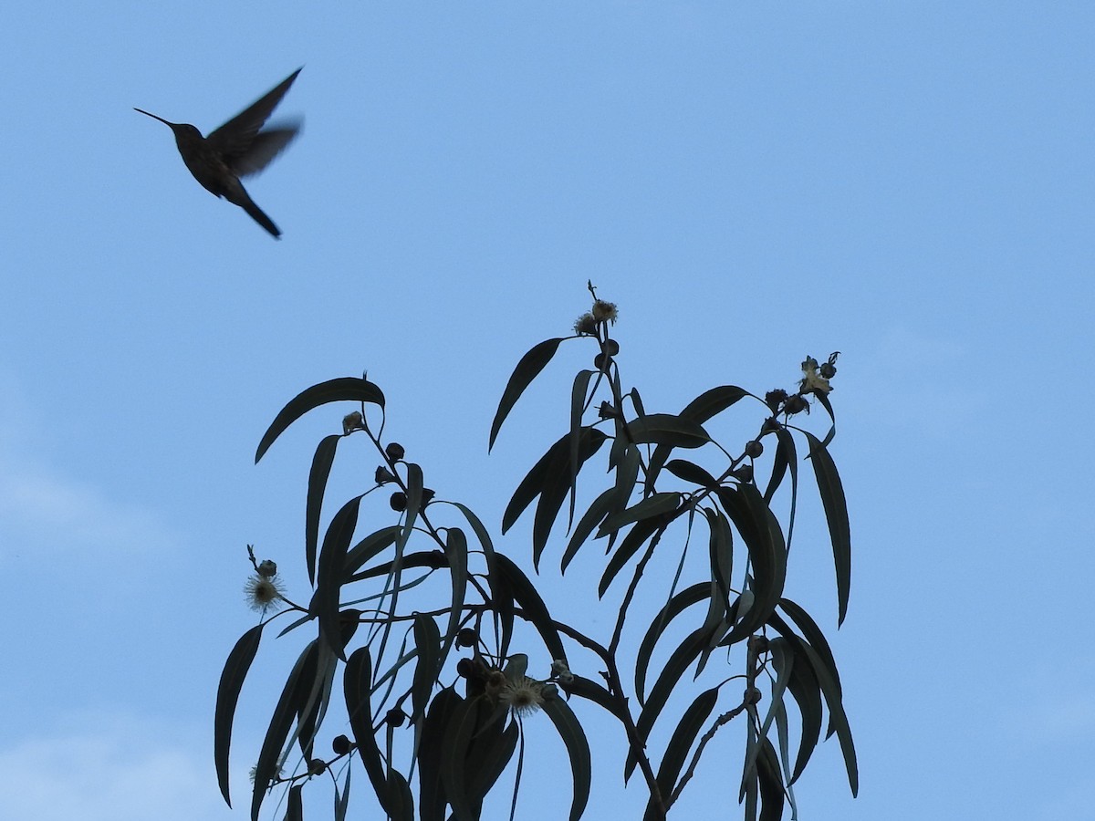 Giant Hummingbird - Diane Thomas