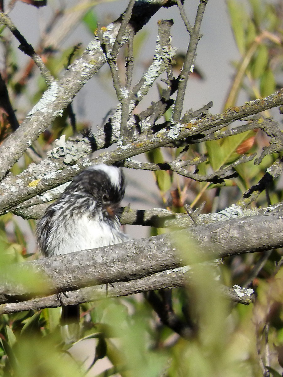 Pied-crested Tit-Tyrant - ML152126341