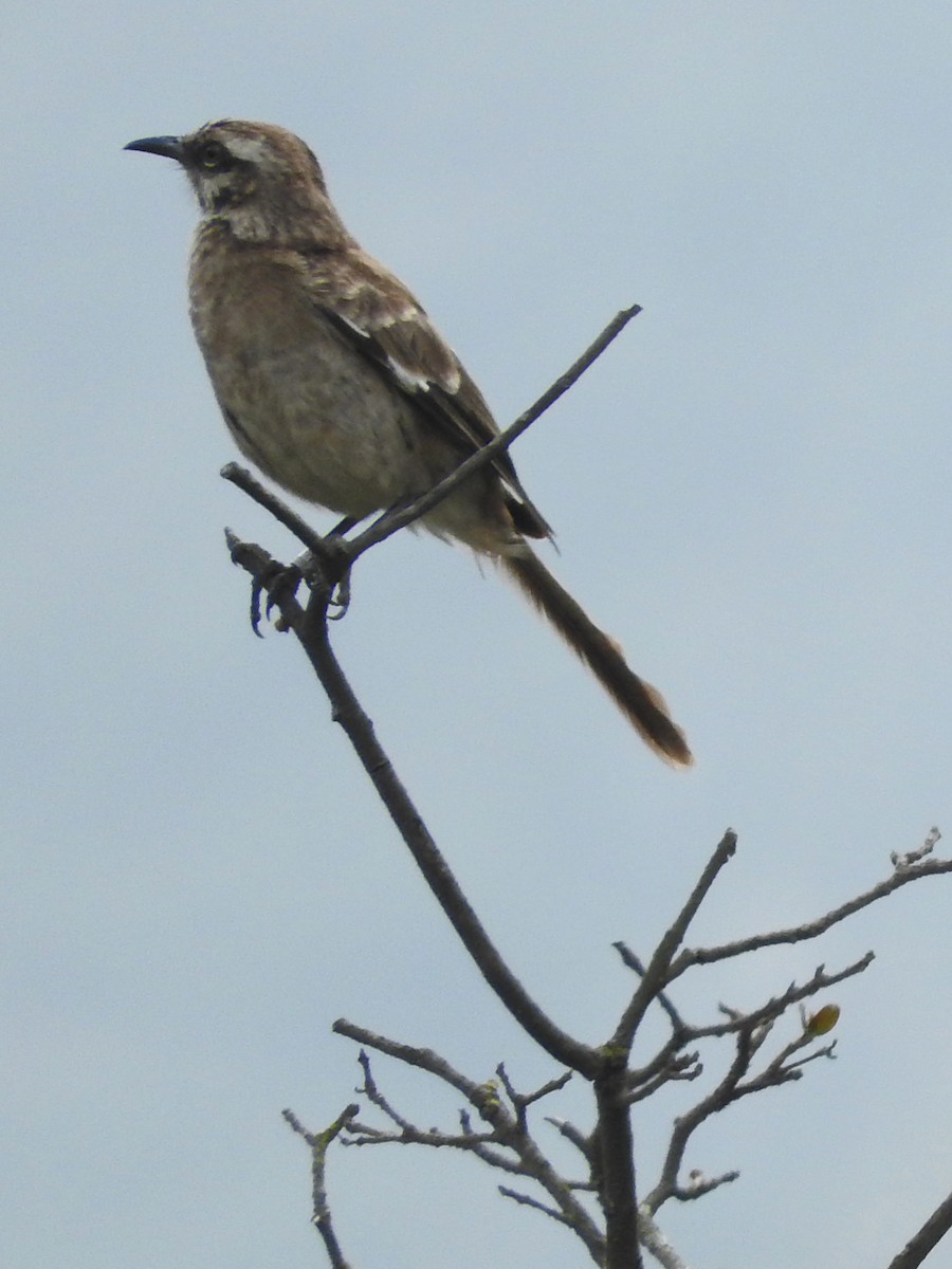 Long-tailed Mockingbird - Diane Thomas
