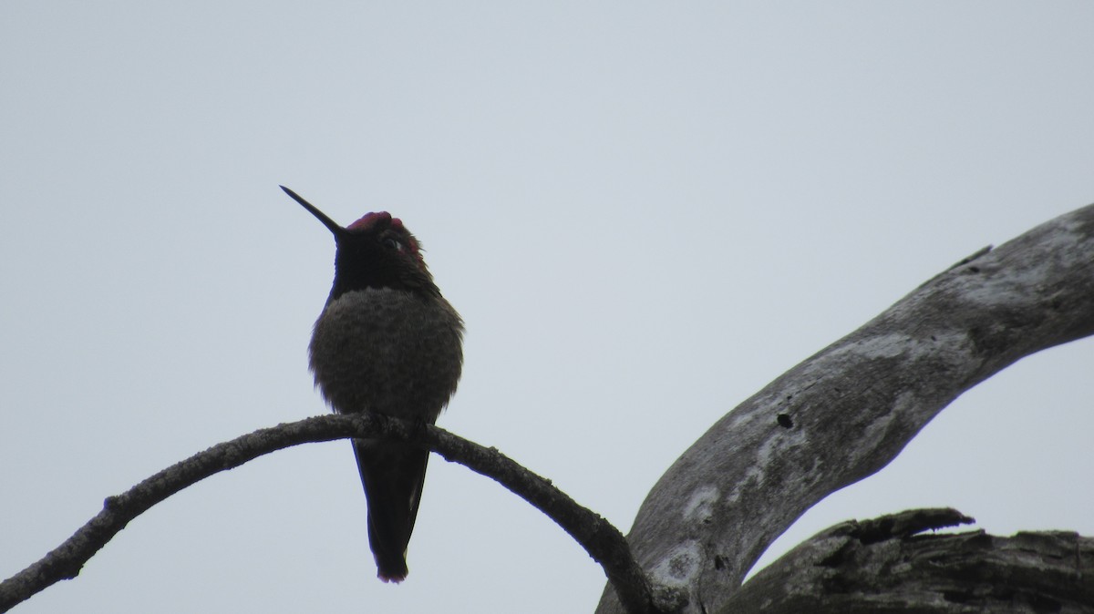 hummingbird sp. - Nancy Salem