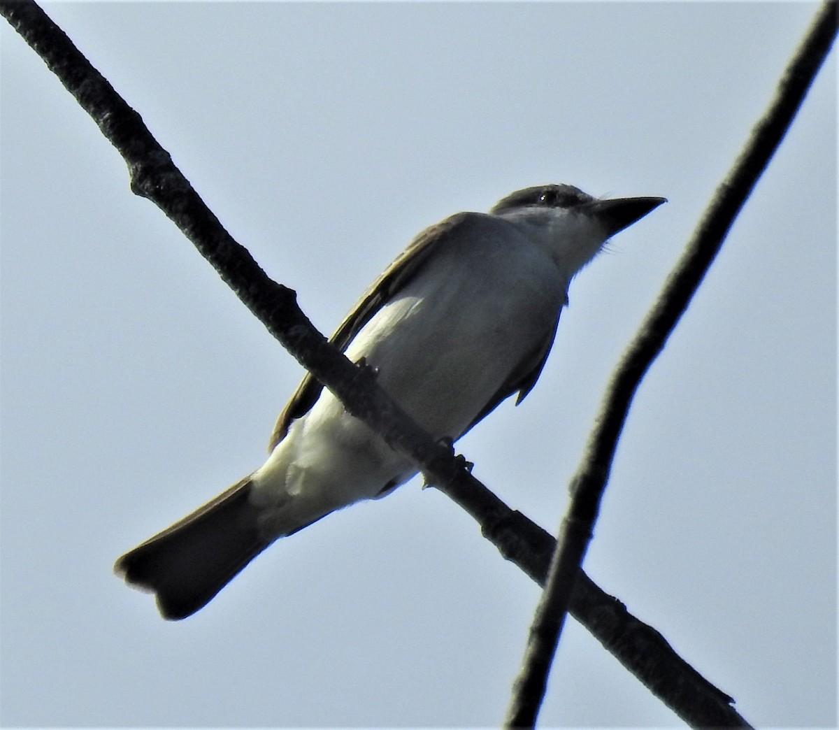 Gray Kingbird - david gabay