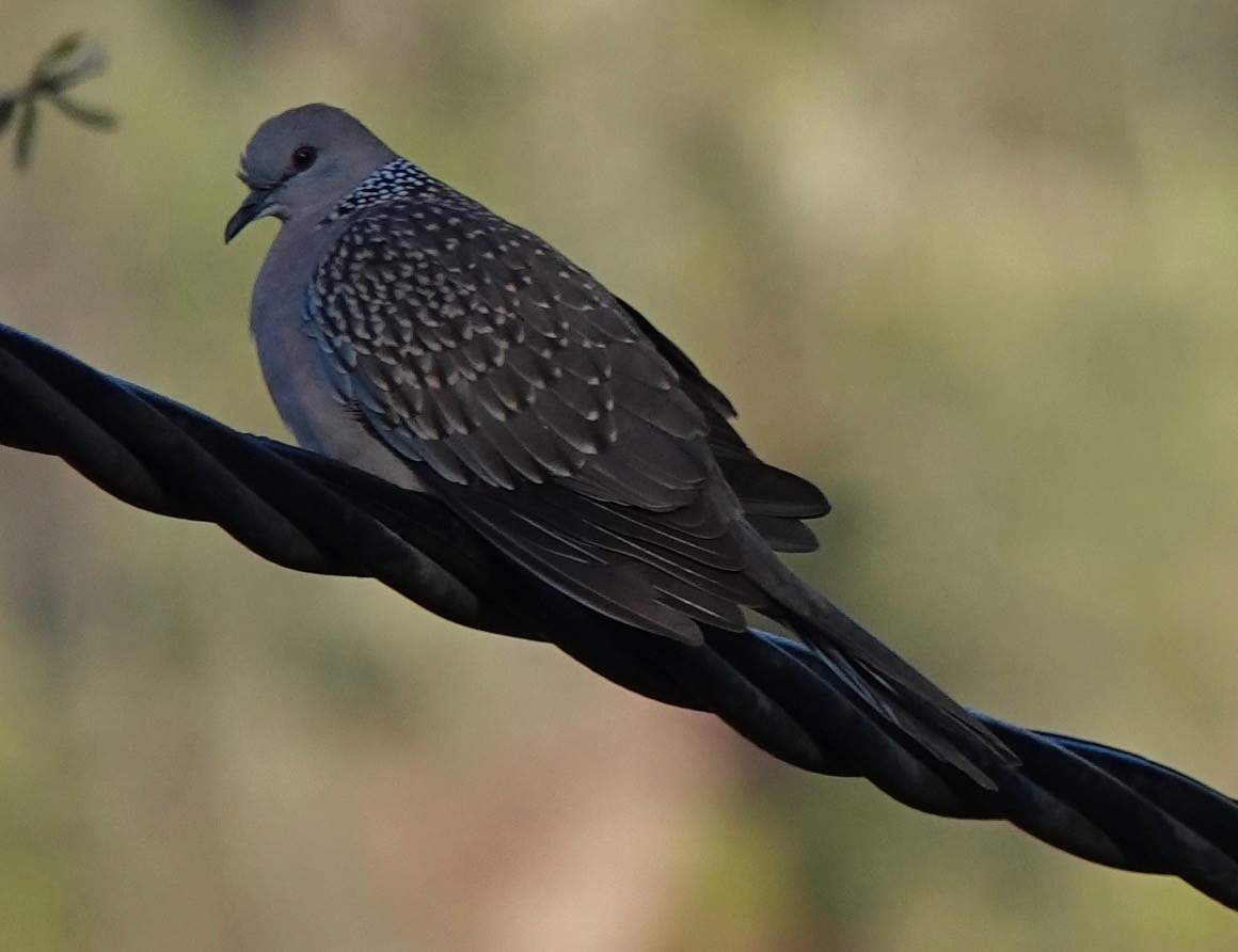 Spotted Dove - ML152127251