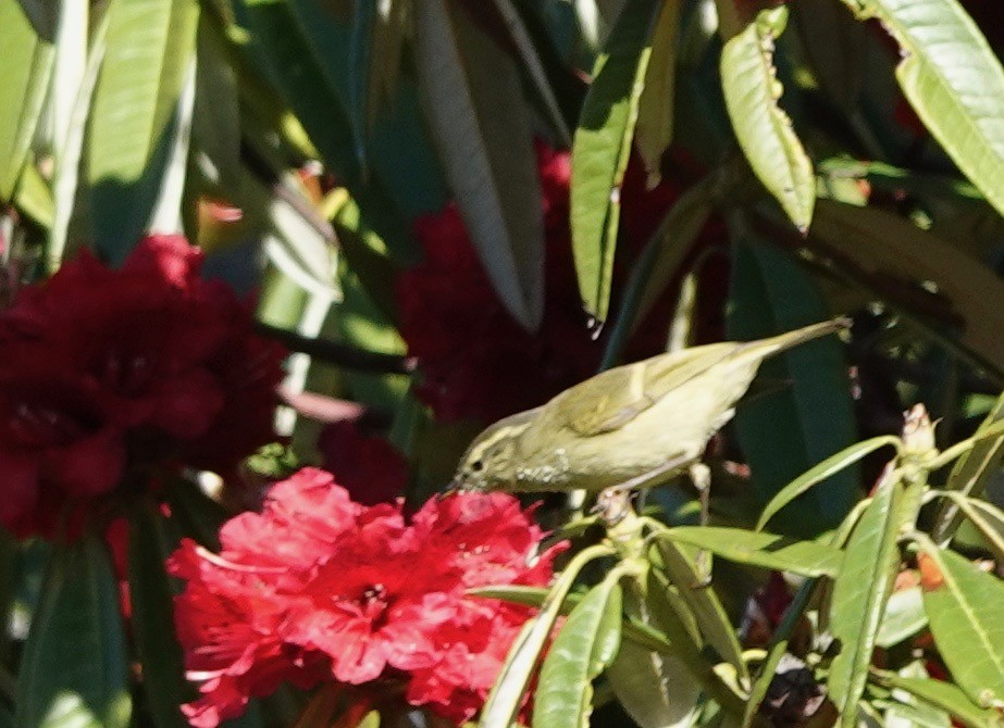 Blyth's Leaf Warbler - Peter Gagarin