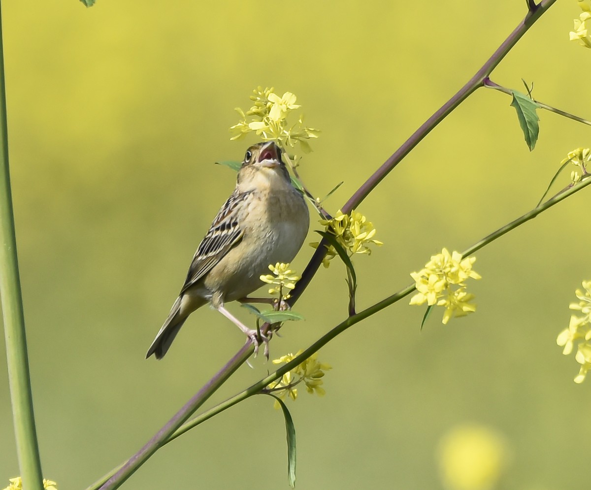 Grasshopper Sparrow - Ron Grabyan