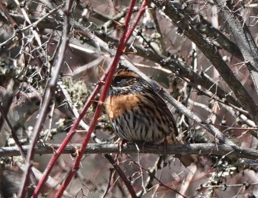Rufous-breasted Accentor - ML152128691