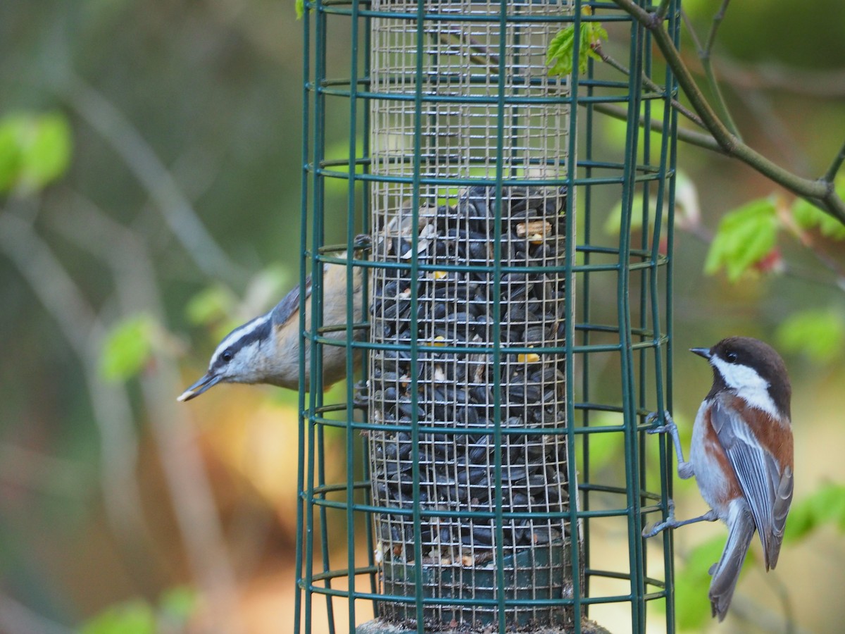 Red-breasted Nuthatch - Bob Foehring
