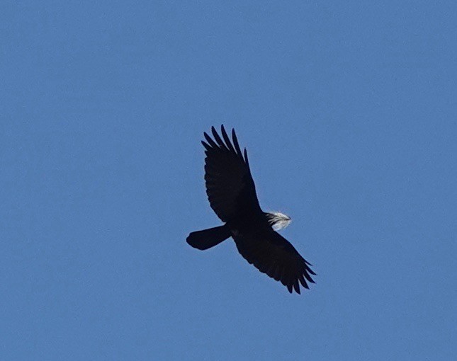 Large-billed Crow - ML152128861