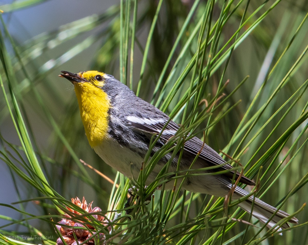 Grace's Warbler - Fred Forssell