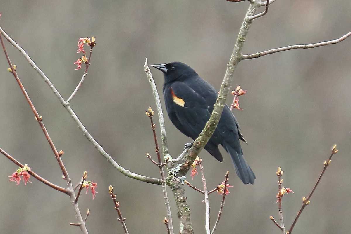 Red-winged Blackbird (Red-winged) - Joe Wing