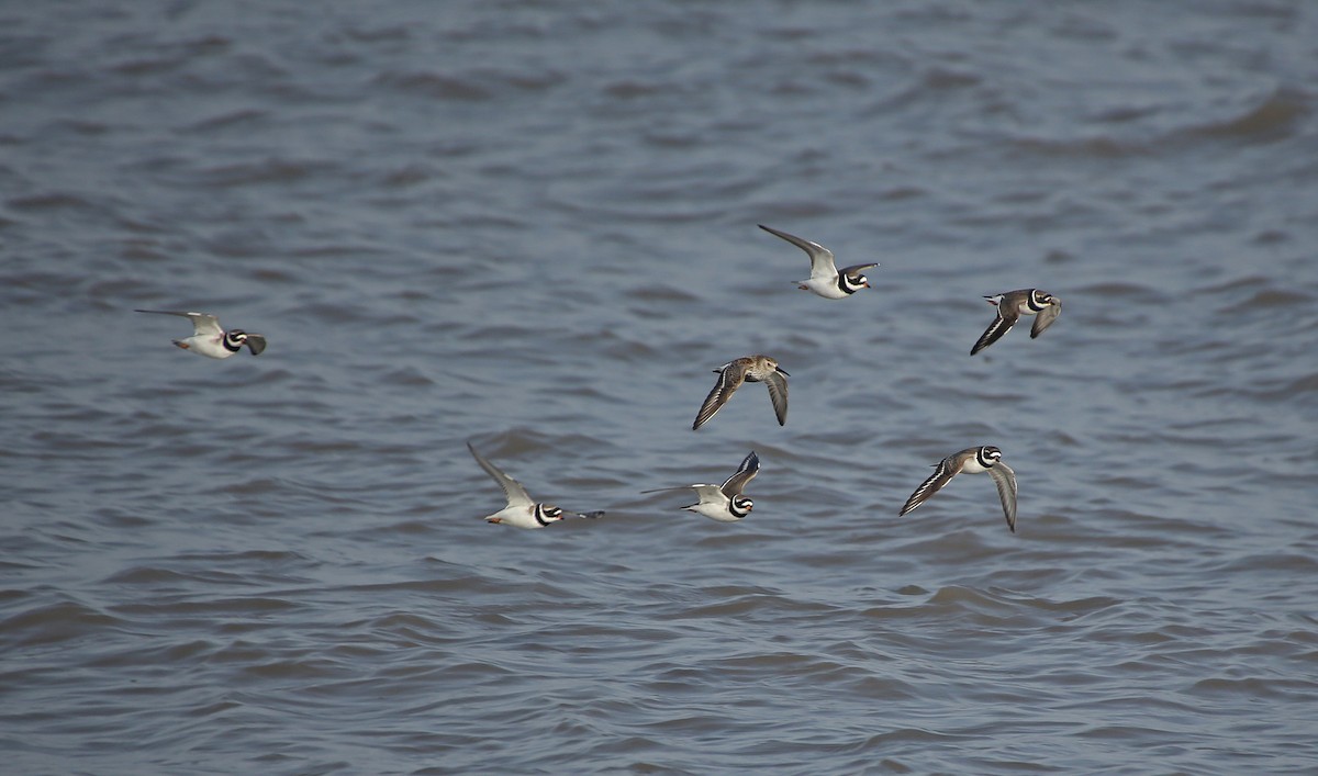 Common Ringed Plover - ML152130731