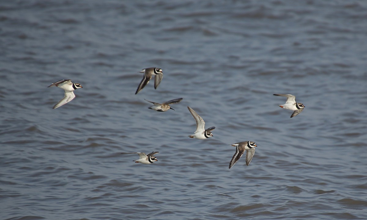 Common Ringed Plover - ML152130781