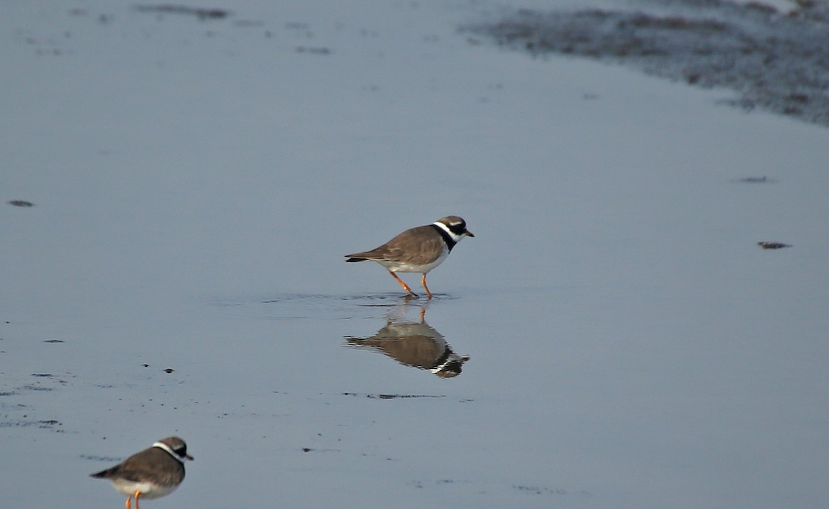 Common Ringed Plover - ML152130841