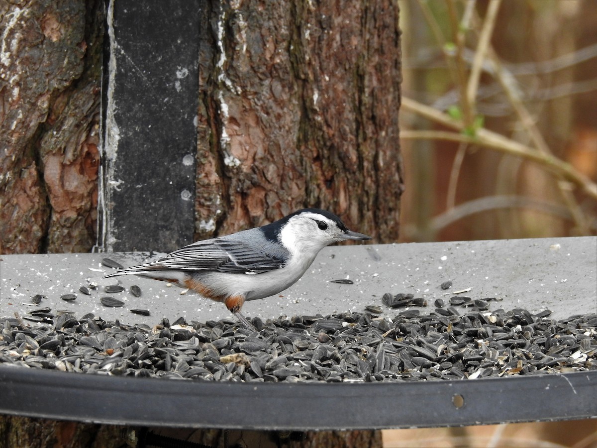 White-breasted Nuthatch - Nathan Mast