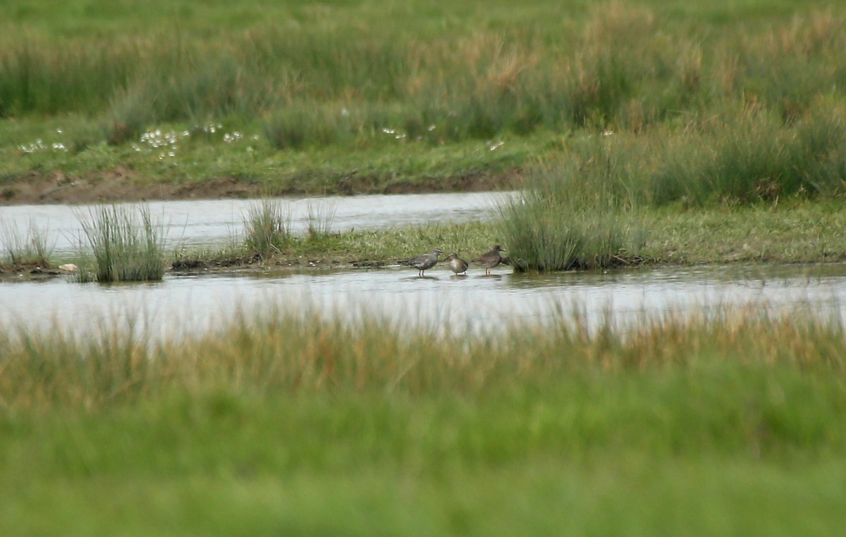 Spotted Redshank - ML152131411