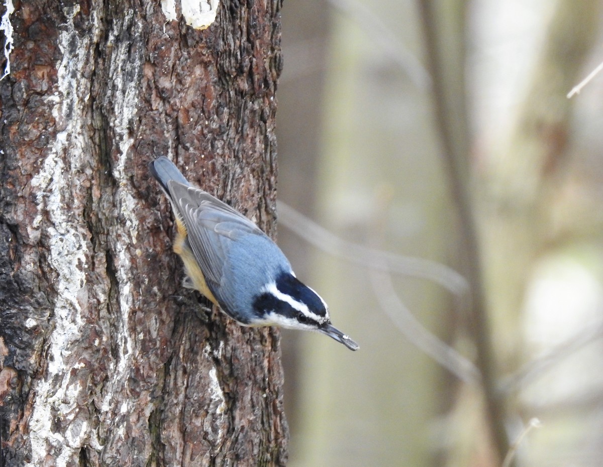 Red-breasted Nuthatch - Nathan Mast