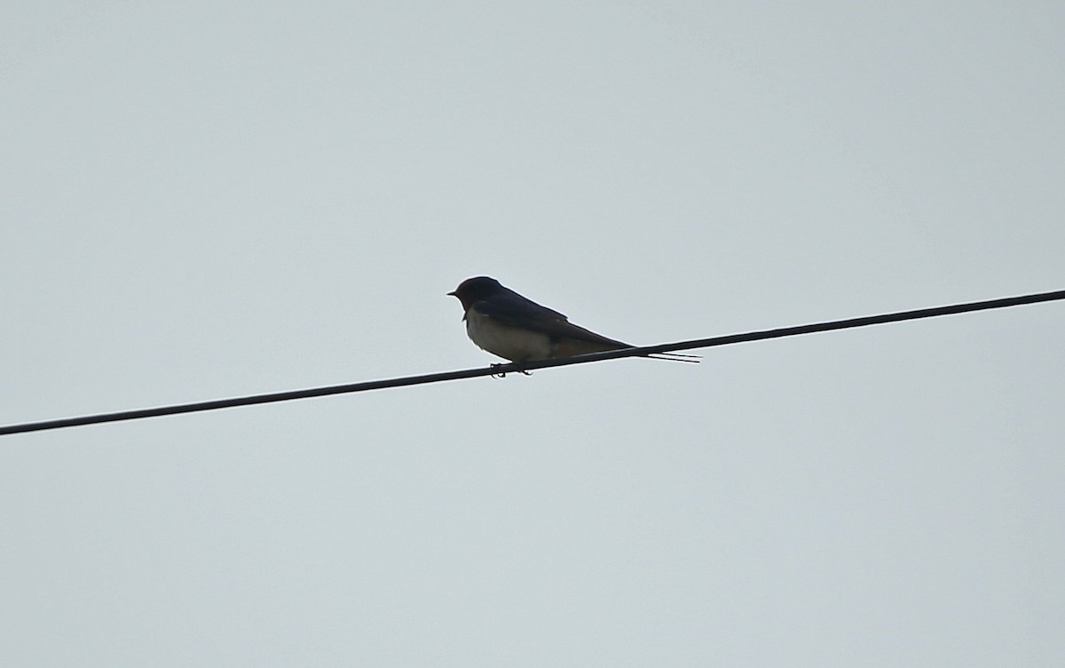 Barn Swallow - ML152131511
