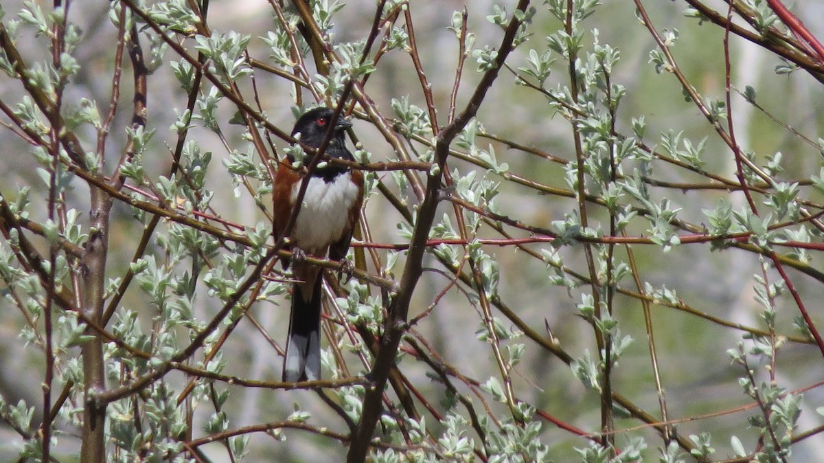 Spotted Towhee - Mark Gorges