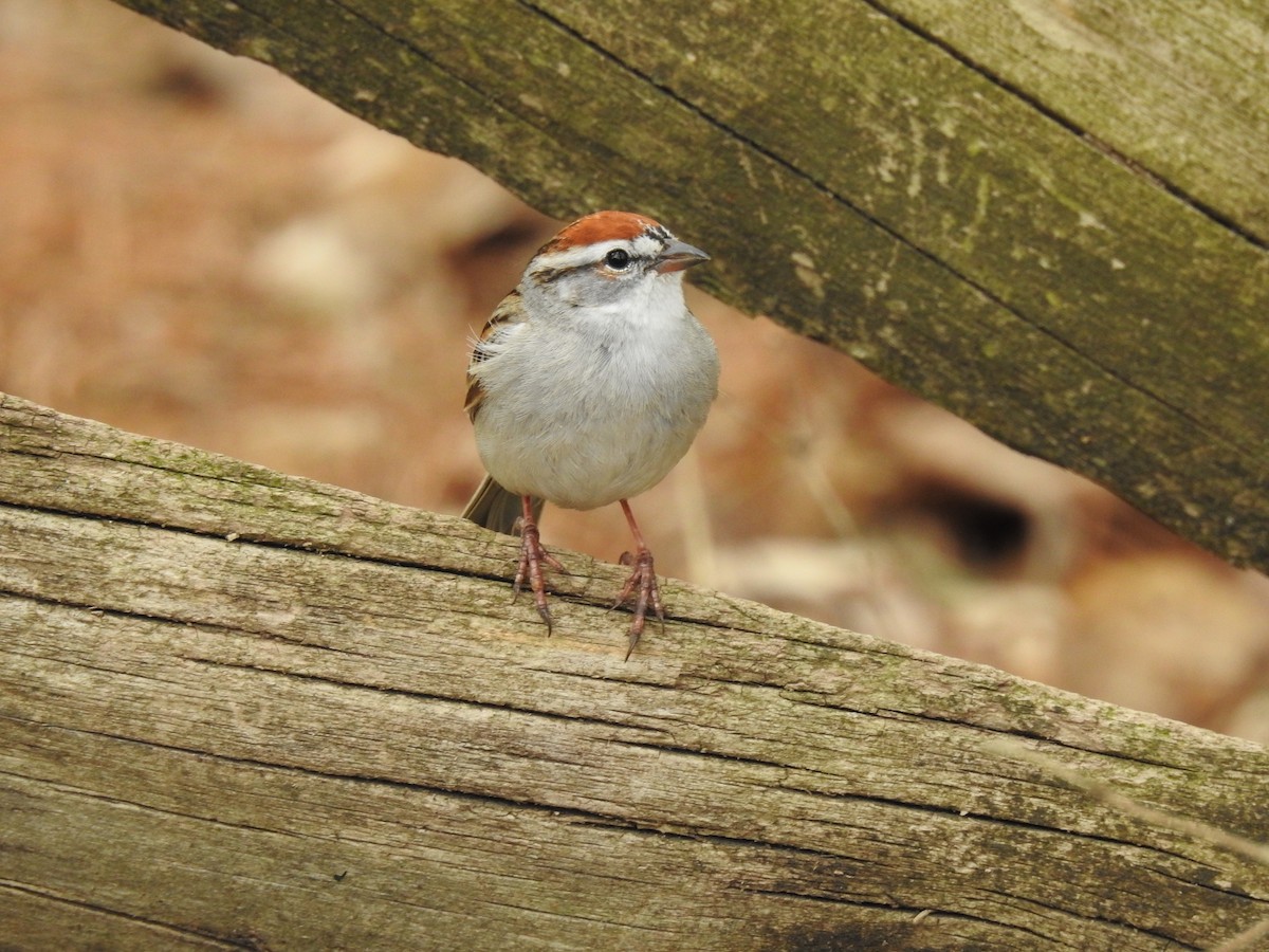 Chipping Sparrow - Nathan Mast