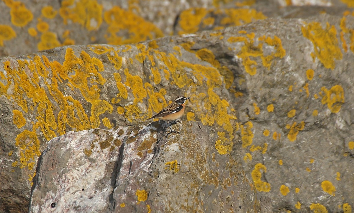 Whinchat - ML152132521